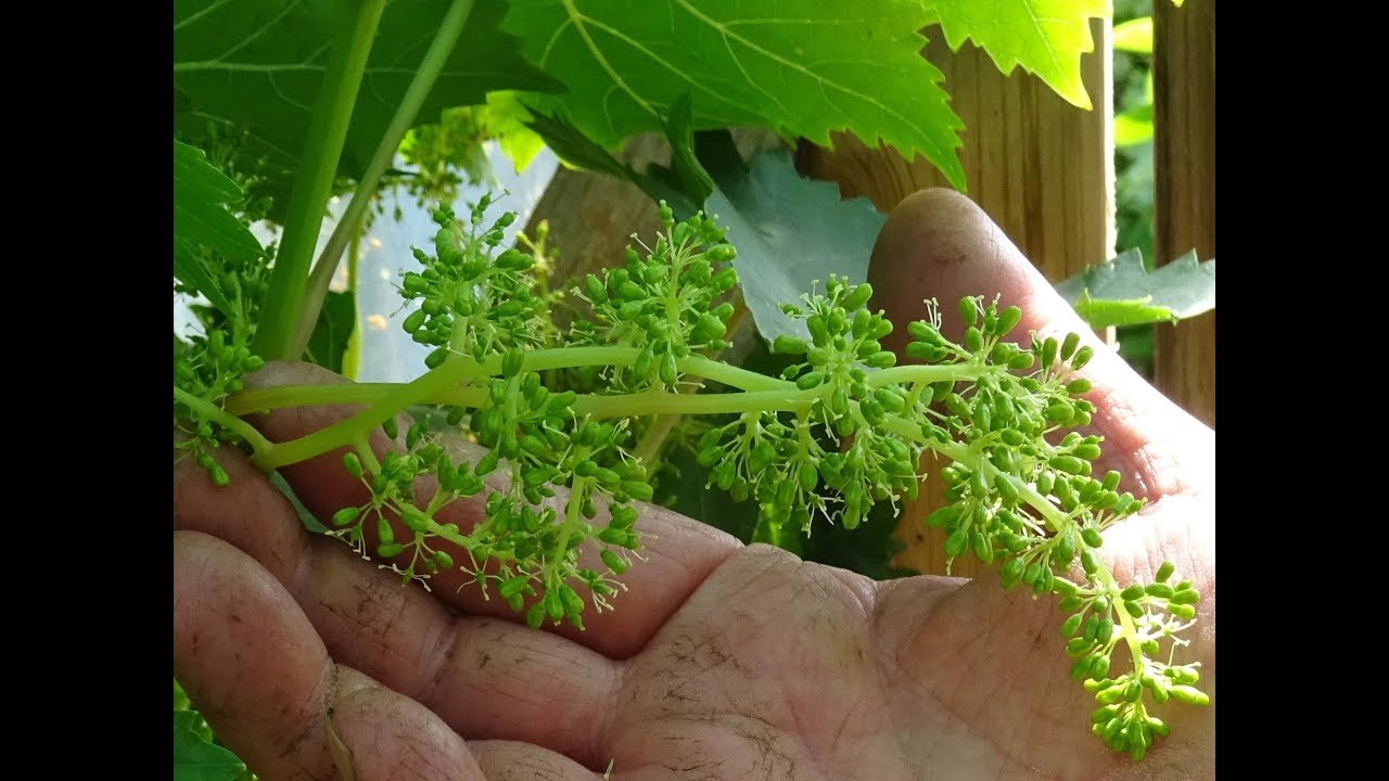 le 02/06/2020:comment tailler la vigne en vert