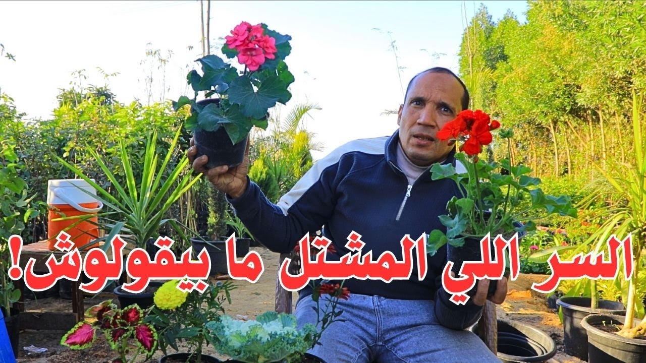 شتلتك بتموت؟ السبب مش في الزراعة! ❌تعلم تختار الشتلة الصح من المشتل