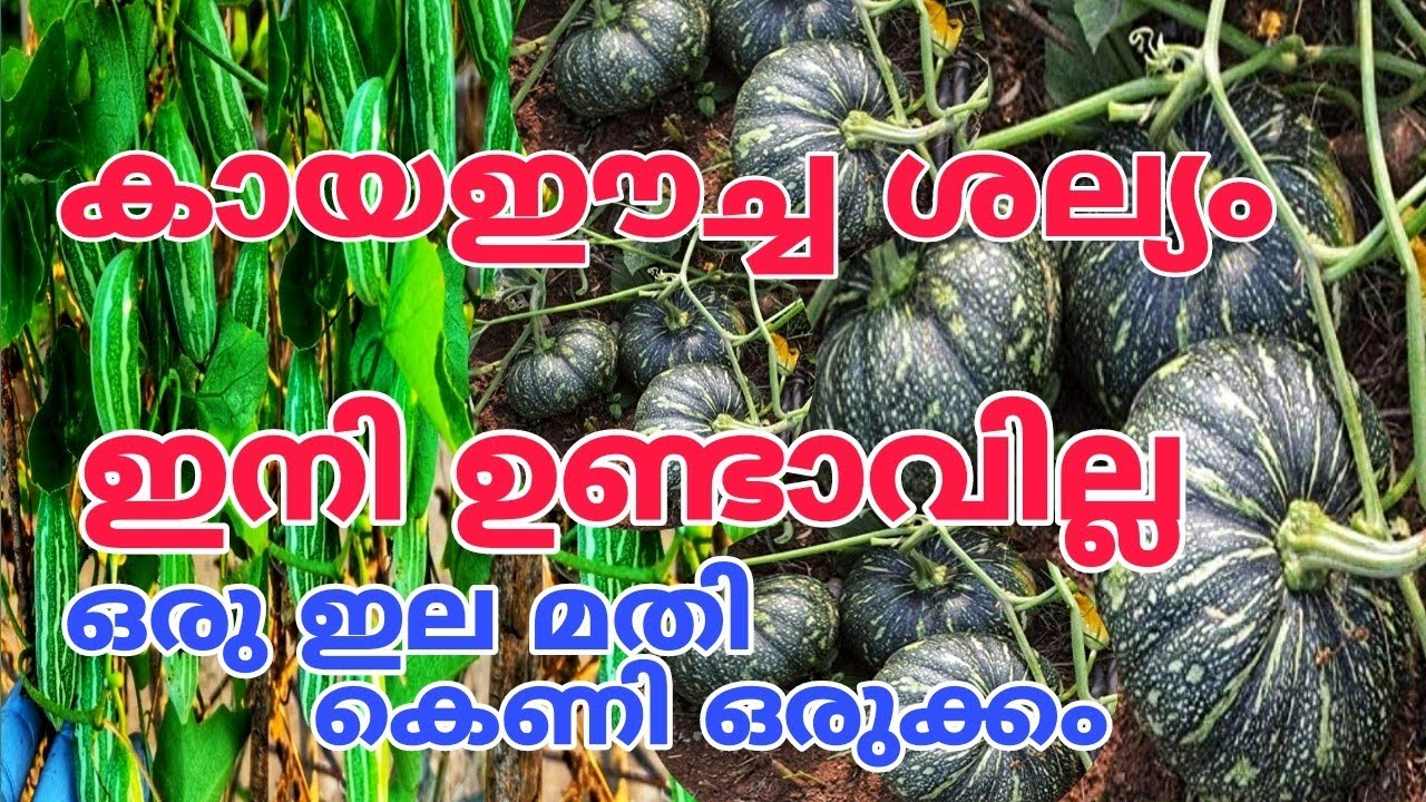 കായഈച്ച അയൽവക്കത്ത് കൂടി ഇനി കാണില്ല kayeecha keni malayalam