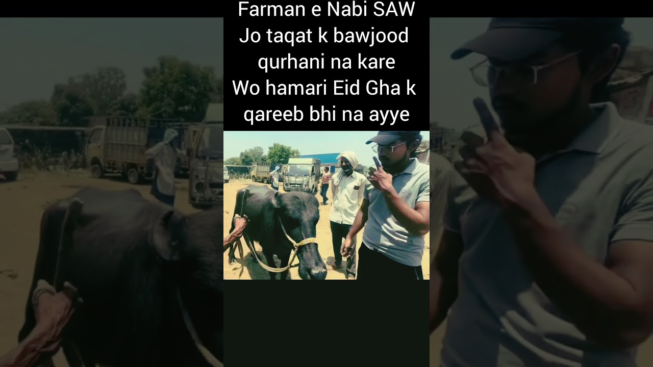 Qurbani har Sahibe estat par farz ha .# qurbani # eidulahza 