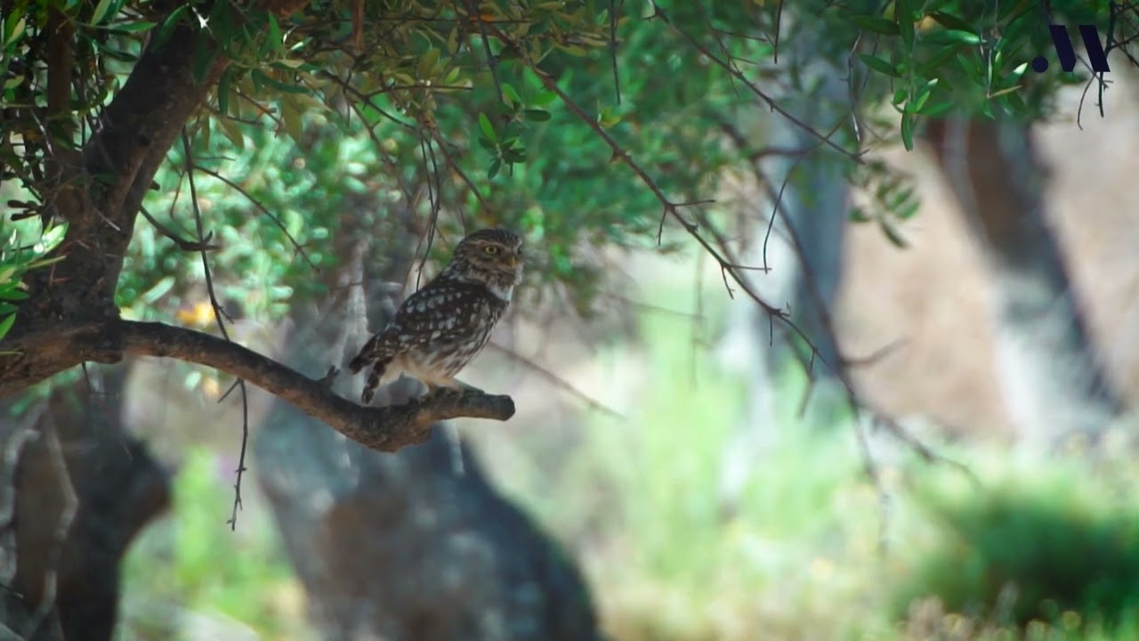 La Málaga Salvaje. Las aves urbanas de nuestra provincia