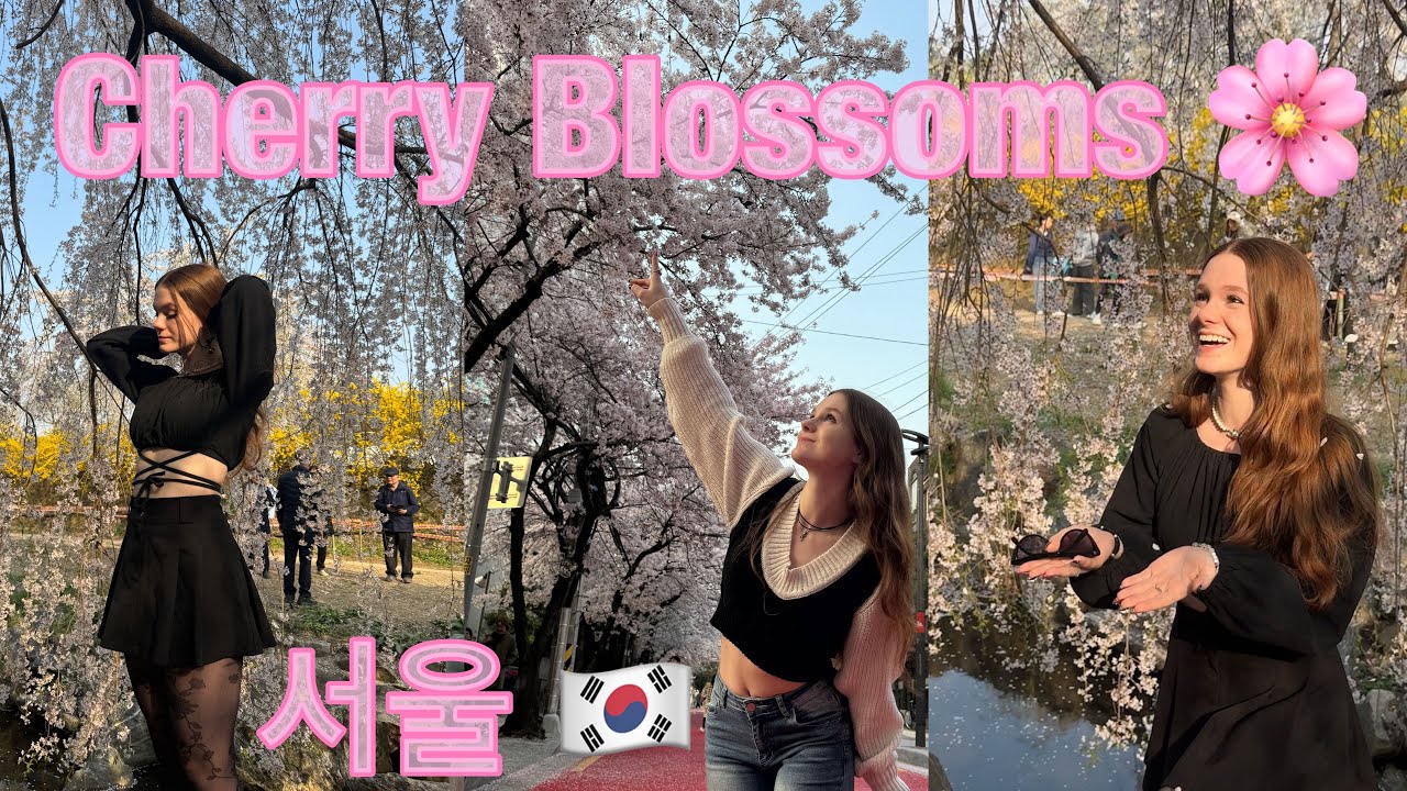 Cherry Blossoms in Seoul! 🌸 (Vlog 42)