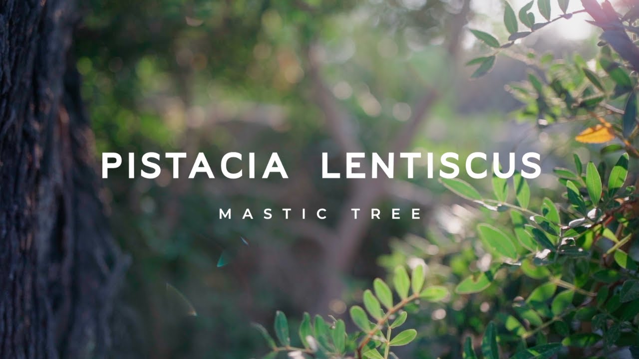 Pistacia lentiscus, the Mastic Tree