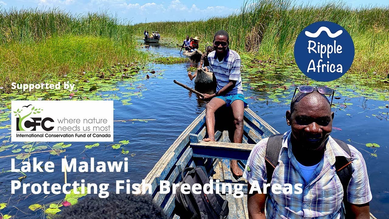 Lake Malawi, Protecting Fish Breeding Areas - Ripple Africa, Supported by ICFC