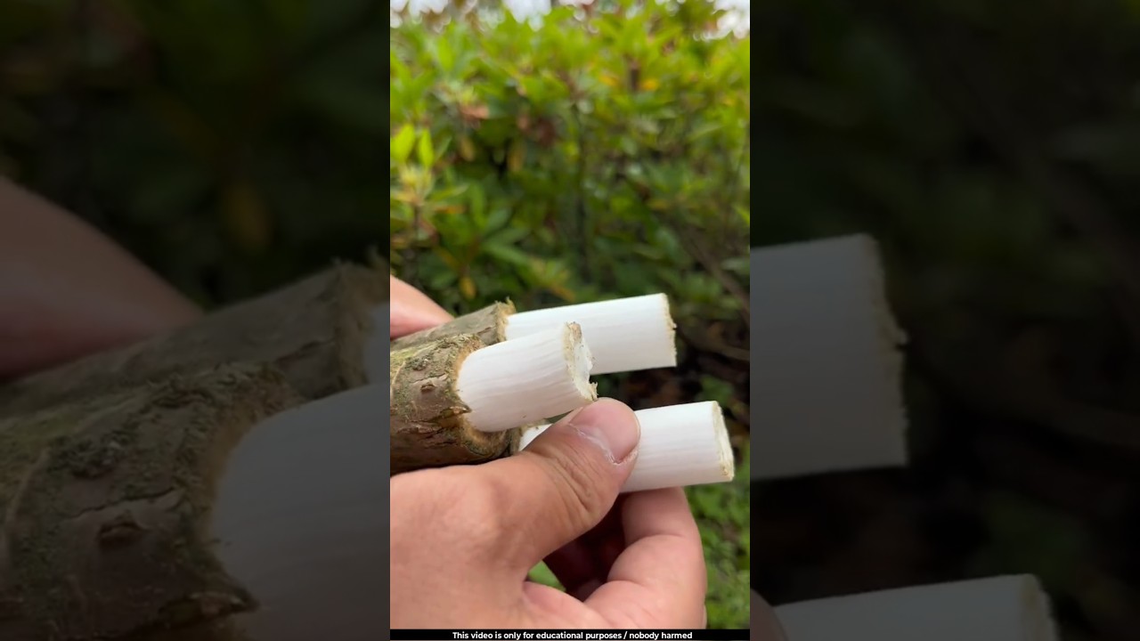 Inside the stem of this plant is a white, paper-like pith 😯l #ricepaperplant