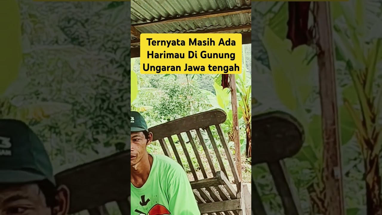 Viral Bikin Gempar Ternyata Masih Ada Harimau Di Gunung Ungaran Jawa Tengah