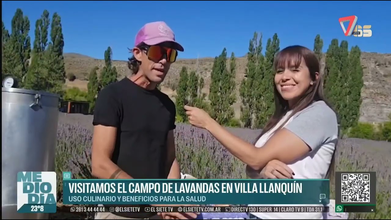 Lavandas del Limay 