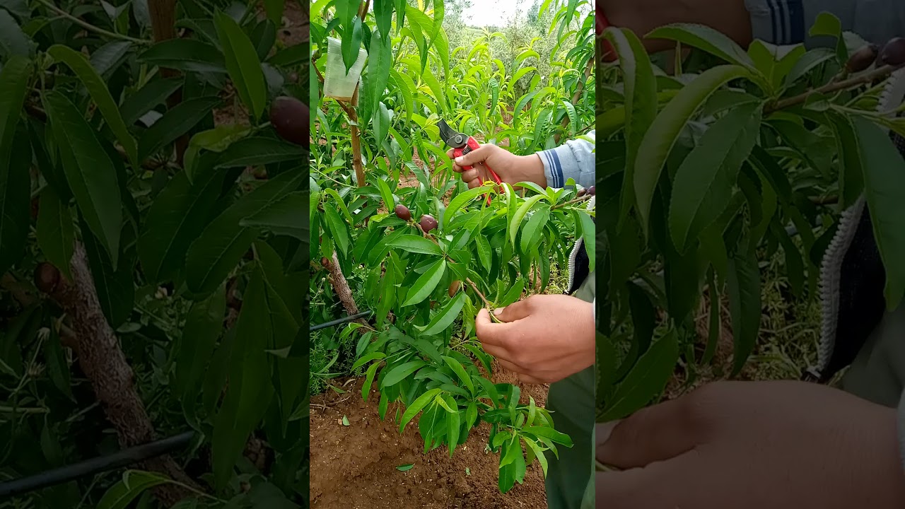 أشجار الخوخ في عمره سنتين ⁦☀️⁩🌲🌳