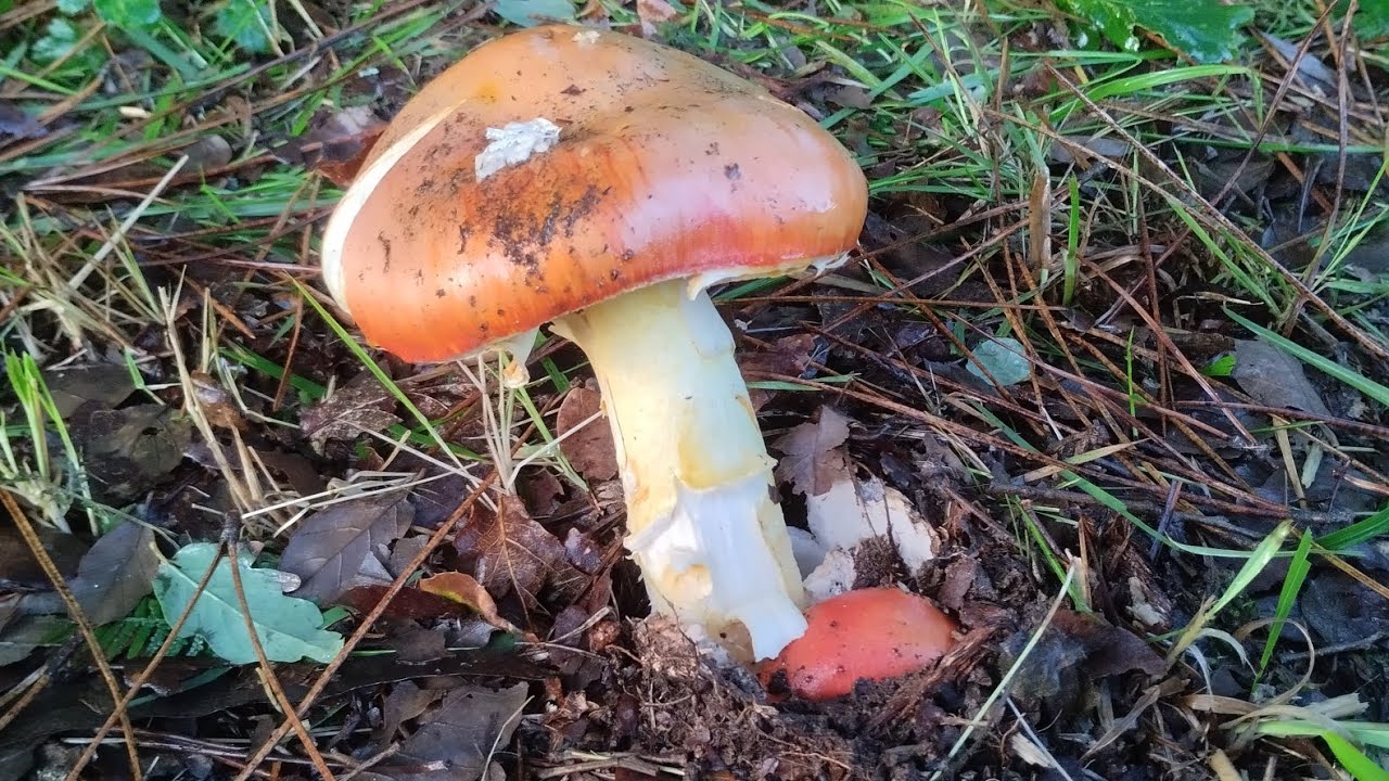 Amanita cesárea y boletus aereus. Galicia. Septiembre 2024.