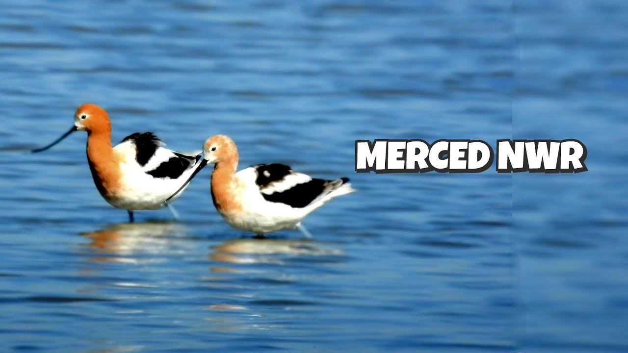 Embrace the wild side of life|Merced National Wildlife Refuge 