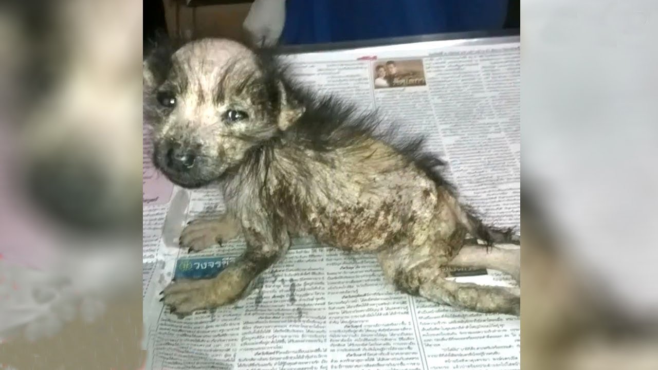 V&ouml;llig verwahrlost wurde der wenige Wochen alte Welpe gefunden - Die Tierretter geben Alles!
