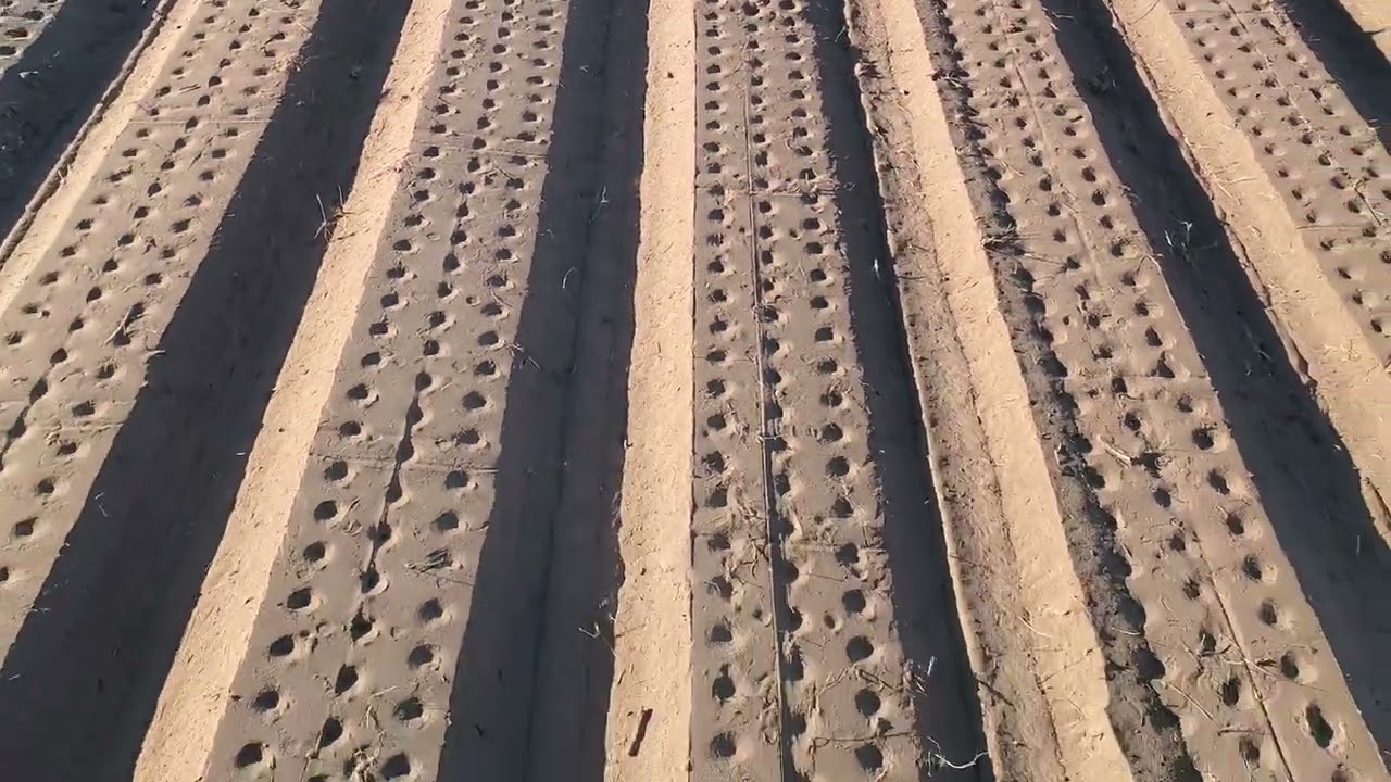 Video 160 bi mine Oabeit seplen plonten en mi Trabajo sembrando sevollas 24/04/2022