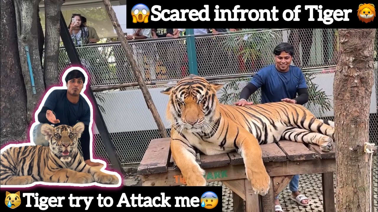 😱Scared Infront Of Tiger🦁| 😿Tiger try to Attack me😰| in pattaya❤️| International trip🇹🇭