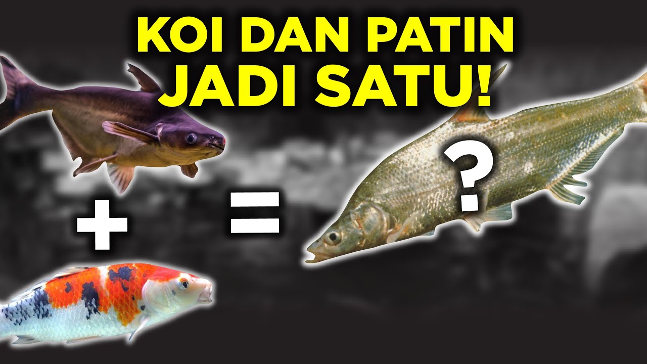 SI IKAN KOI VERSI BURIK, ANCHERYTHROCULTER NIGROCAUDA, KAYAK IKAN KOI PATIN DIGABUNG!