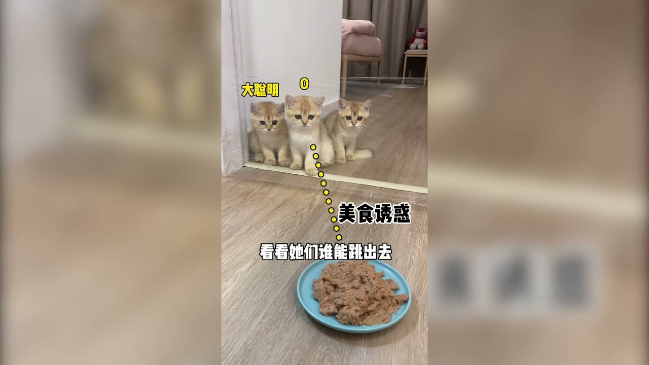 【牛奶是只貓】大家幫三隻貓咪取個名字吧！