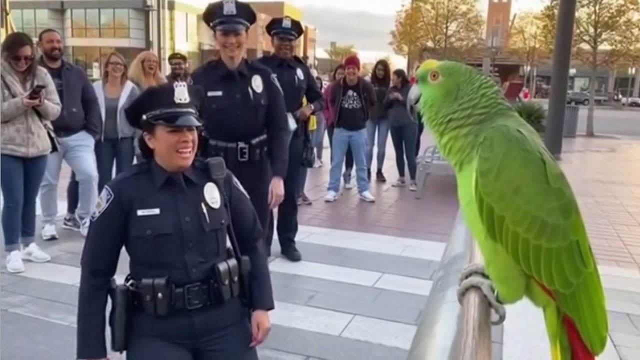 🦜🤣 Officer Proposes to Parrot – Her Boyfriend Goes Crazy!  Parrot Never Stop Comedy Roasting Talk