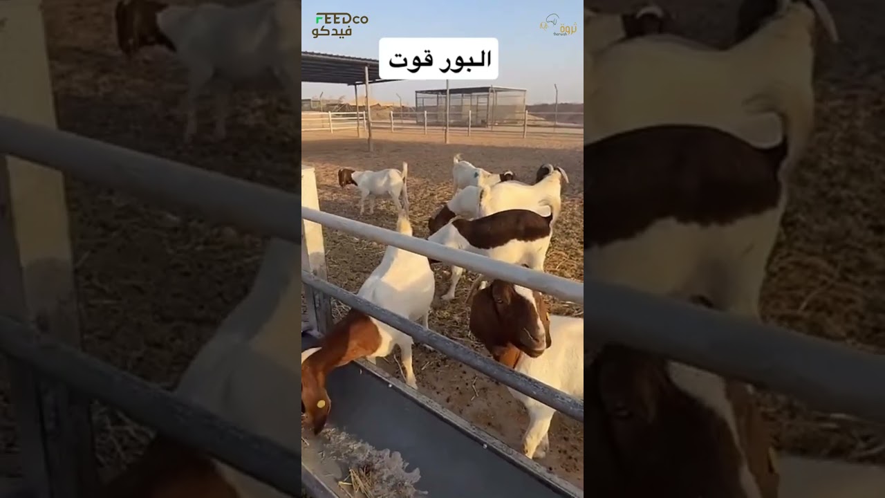 زيارتنا لمستشار أهل الحلال المربي ابو عادل 