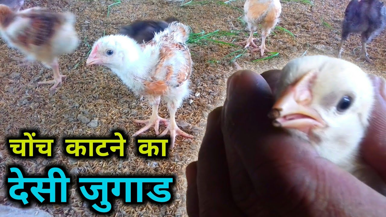 चोंच काटने का देसी जुगाड़ | desi murgi palan | desi murgi form business