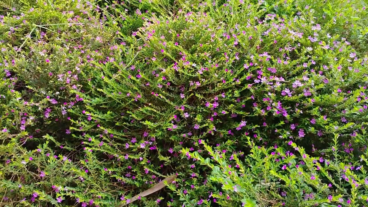 Um pouco do jardim na chácara. 