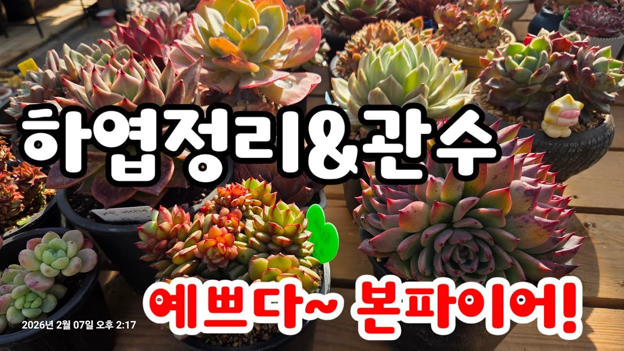 홍등철화 엘리스군생, 묵둥이 다육이 하엽정리 , 