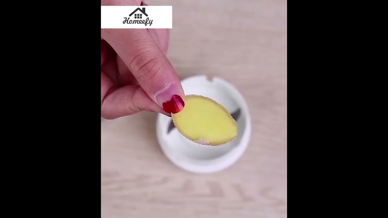 Mini Speedy Chopper Vegetable & Fruit High Quality Cutter Mini Food Chopper Manual Hand Pull