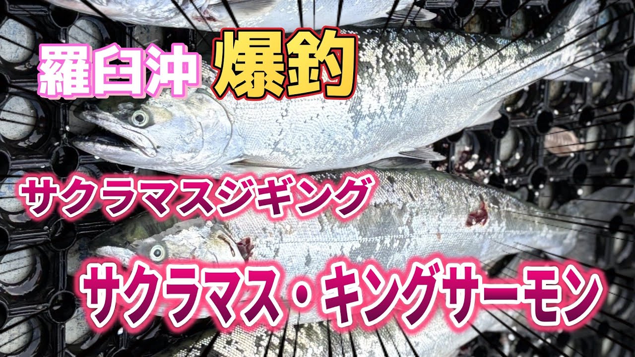 【北海道サクラマスジギング】爆釣！これからもっと釣れ出す予感！！