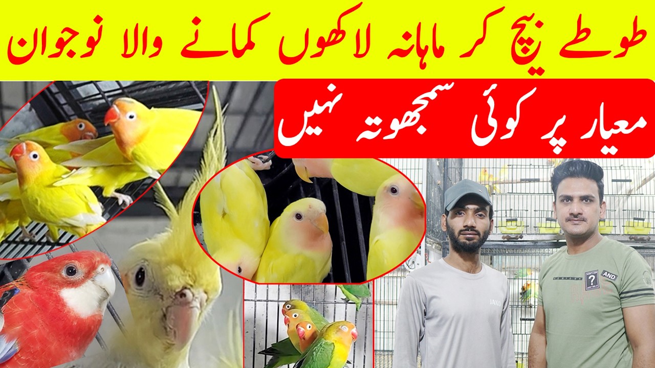 Birds Ki Price low and quality high | Best Love Bird Shop in Lahore | Quality Per no Love Compromise