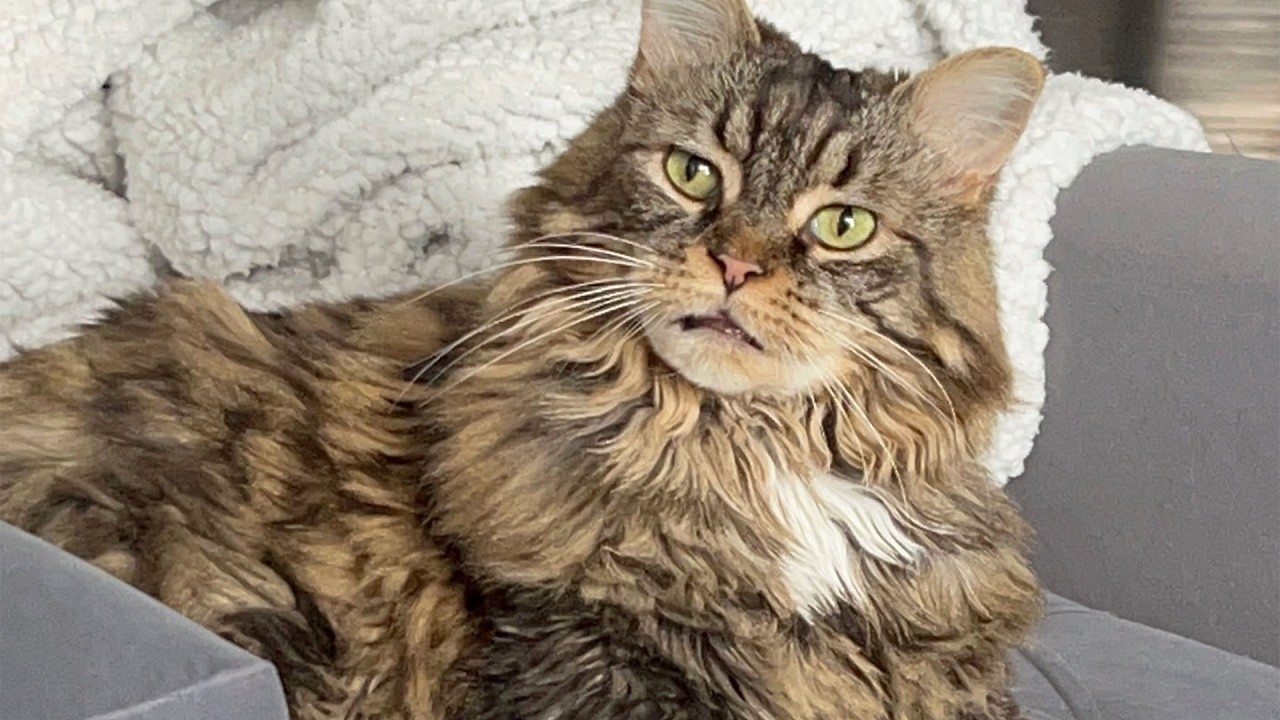 She Trained Her Cat Like a Dog, and The Results are Amazing