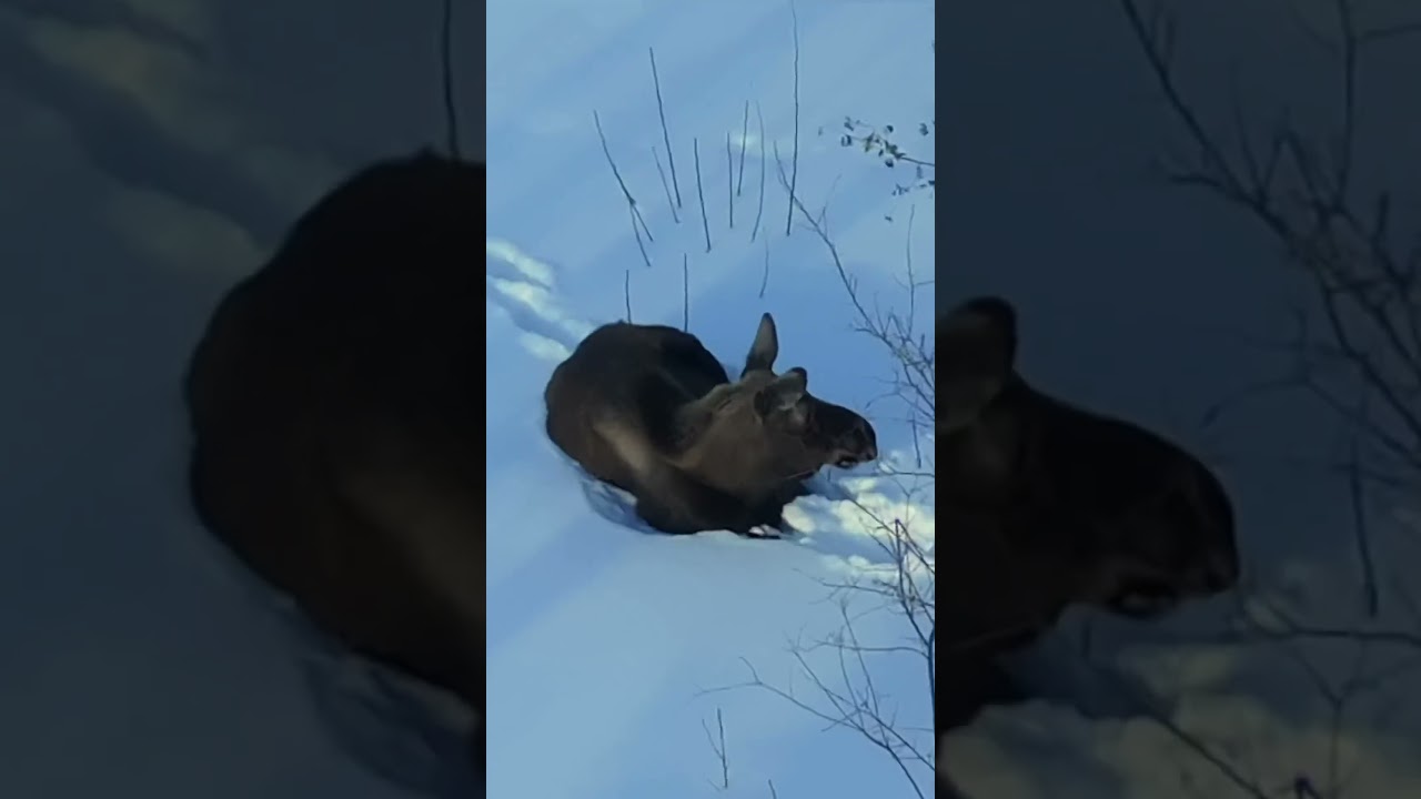Тепловизор и друг Пэм, лось