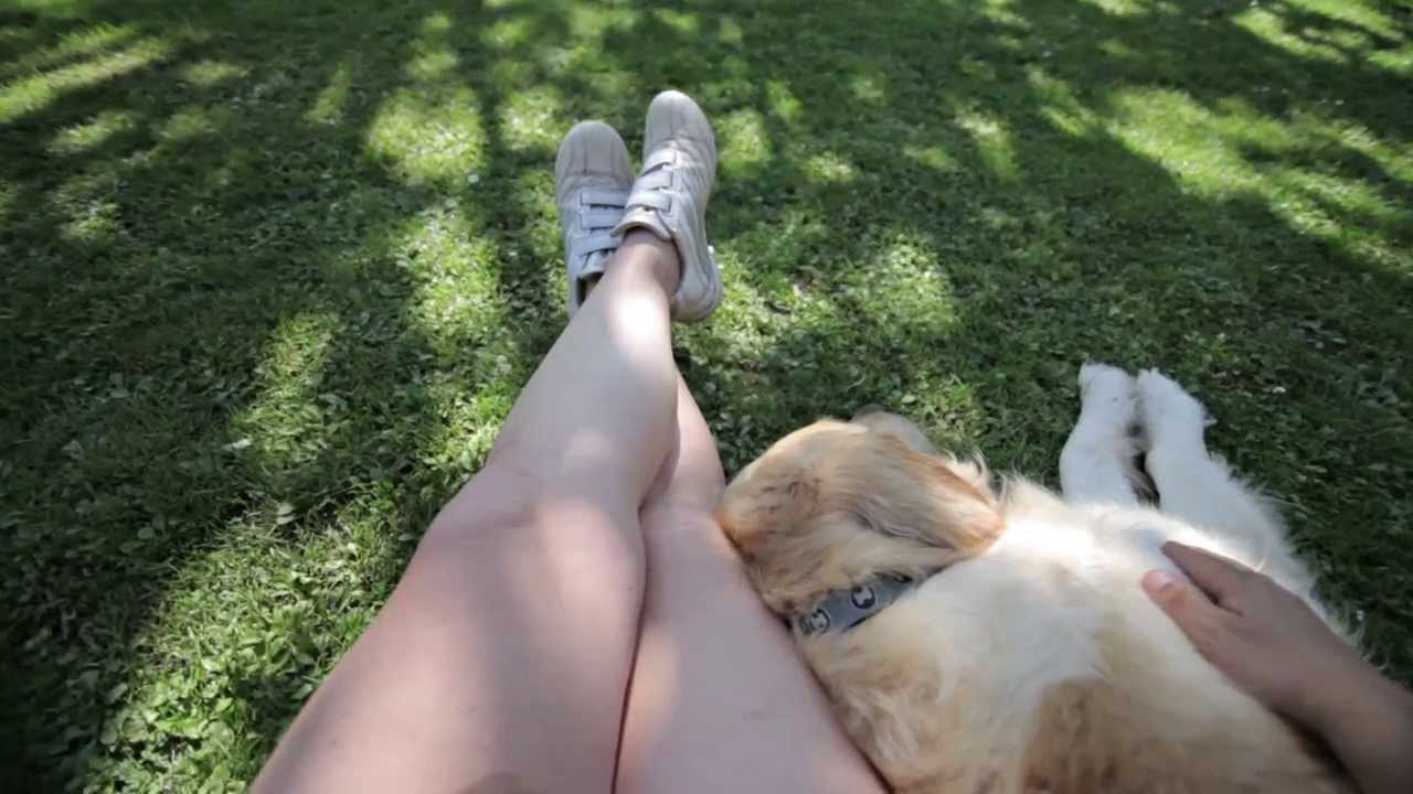 Dog friendly holidays UK - Swansea Bay
