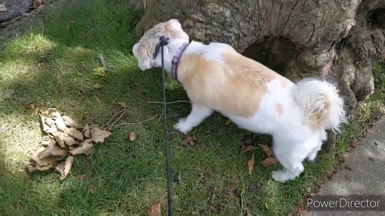 Join me on a relaxing walk outside