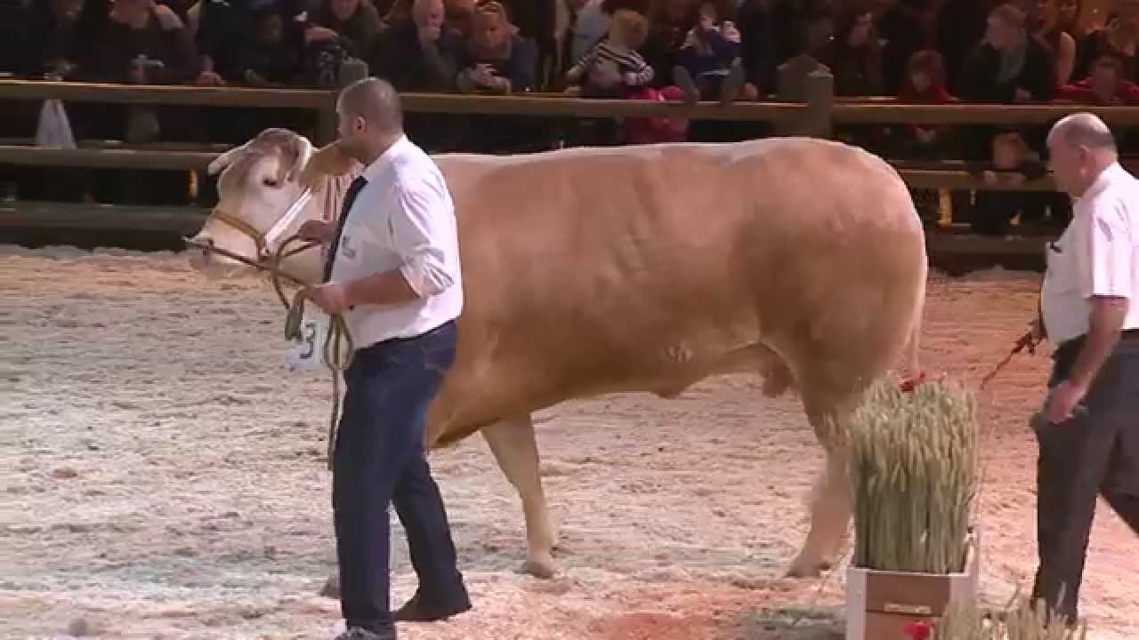 Concours race Blonde d'Aquitaine (1/4)