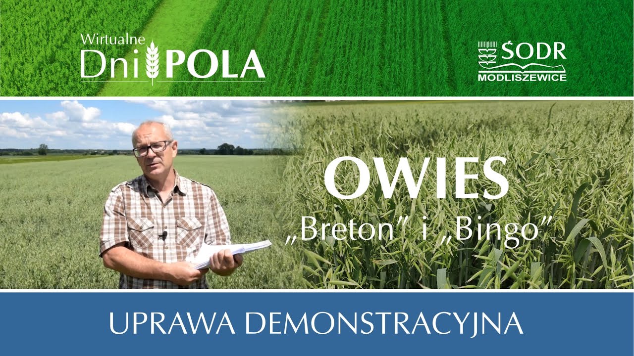 Demonstracyjna uprawa owsa – odmiany 
