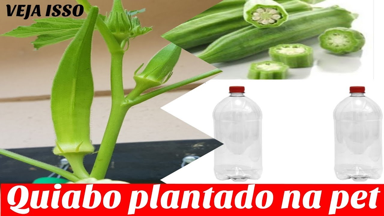 Quiabo plantado na pet sera que é possivel!!!