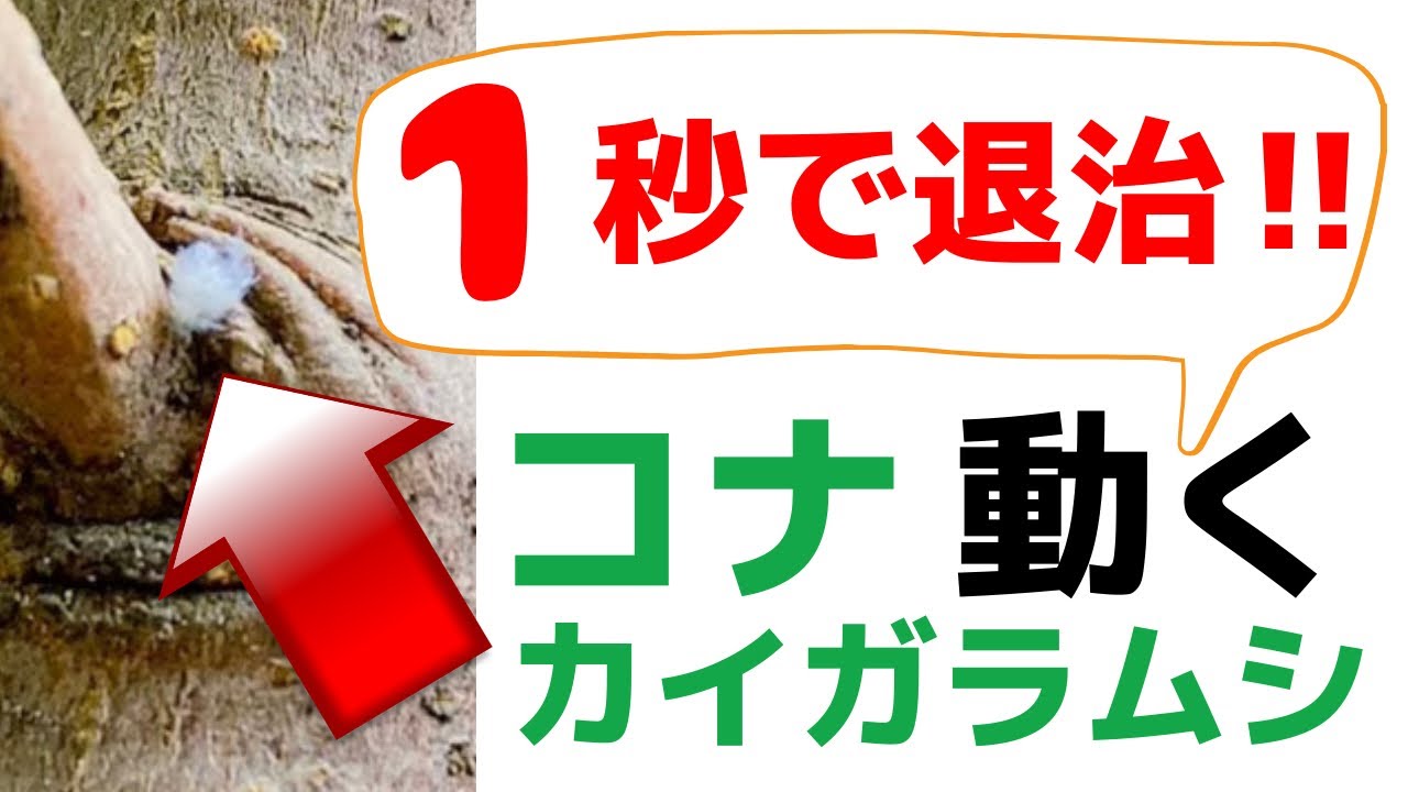 動いてるの！コナカイガラムシ　#コナカイガラムシ　#カイガラムシ　#害虫　#ガーデニング #殺虫剤