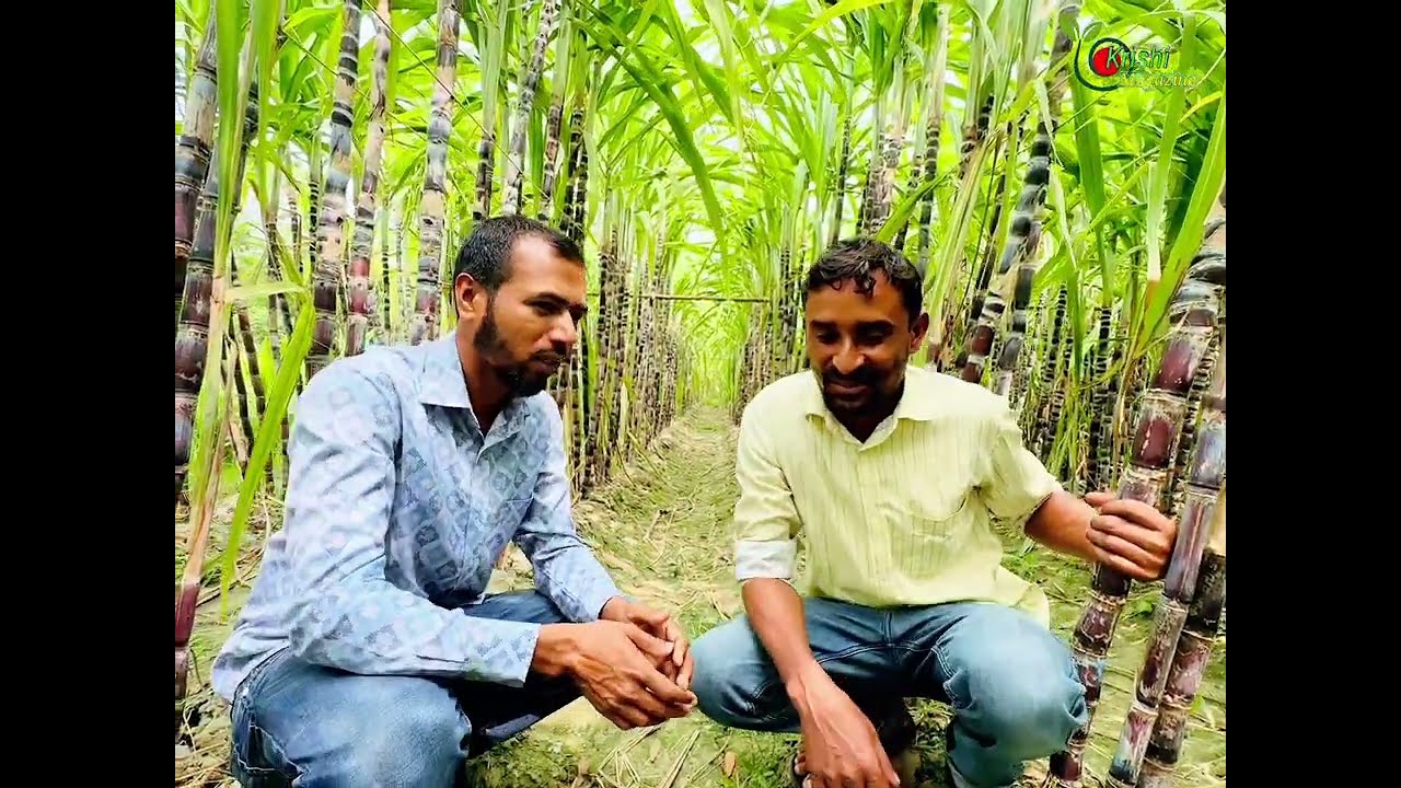 অমৌসুমে আখ চাষে সাফল্য। ফিলিপাইনি ব্লাক আখে নতুন সম্ভাবনা। 
