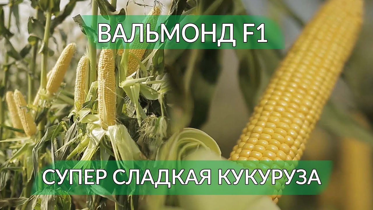 ВАЛЬМОНД F1 - САМЫЙ КРУПНЫЙ ПОЧАТОК СУПЕР СЛАДКОЙ КУКУРУЗЫ!