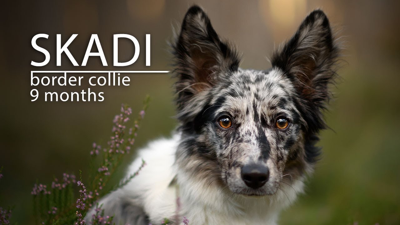 Skadi ~ Border Collie ~ 9 months