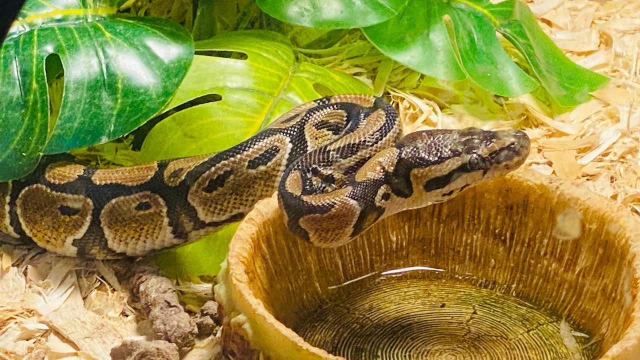REGGIE BALL PYTHON