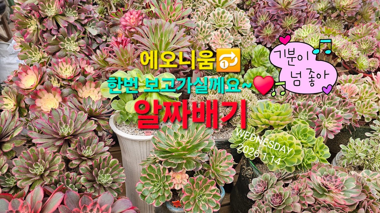 ⚠️에오니움 특집‼️ 4,000원♥️~부터~👍구경해보시겨~💗 #선녀와나무꽃 #에오니움 #에케다육 #창다육 #다육 #다육이 #노하우 #봄다육 #인천다육 #하월시아 #예쁜다육 
