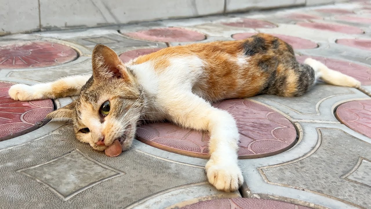 She sat on the tiles—but after gentle care and daily feeding, she slowly stood up again!