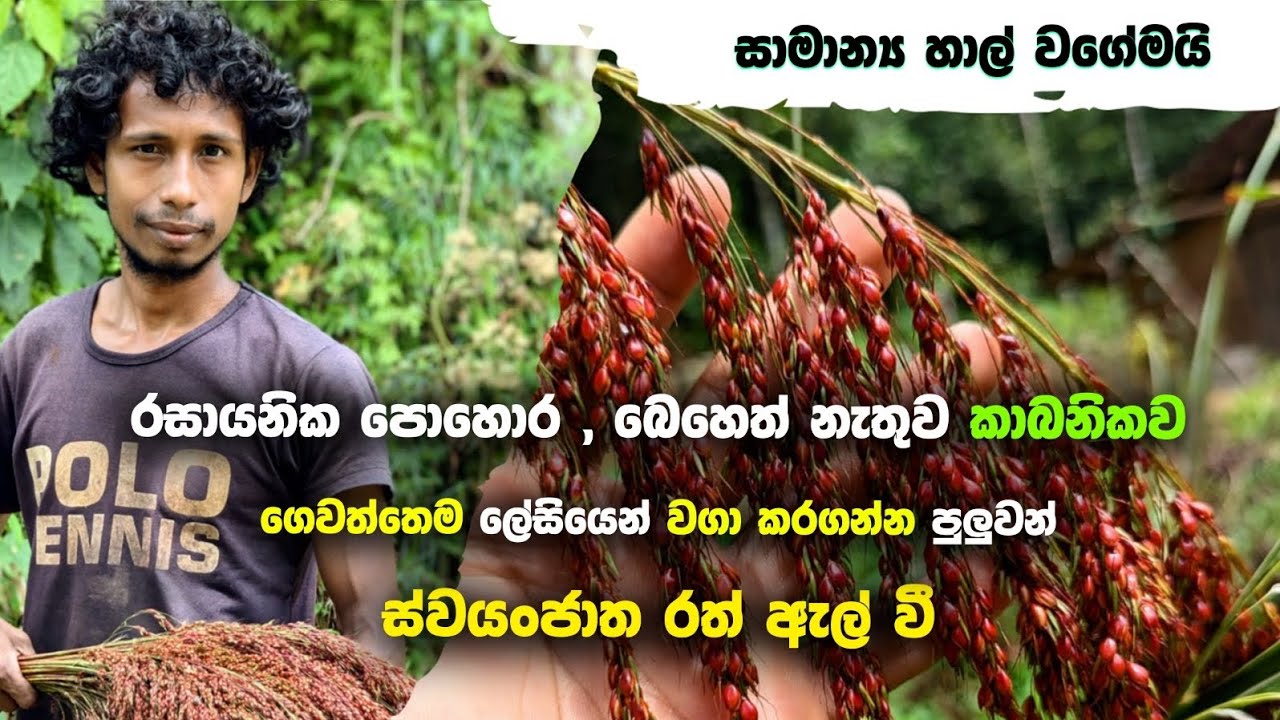 කාබනිකව ගෙවත්තෙම ලේසියෙන් වගා කරගන්න පුලුවන් ස්වයංජාත රත් ඇල් වී  වගාව කරන්නෙ මෙහෙමයි 