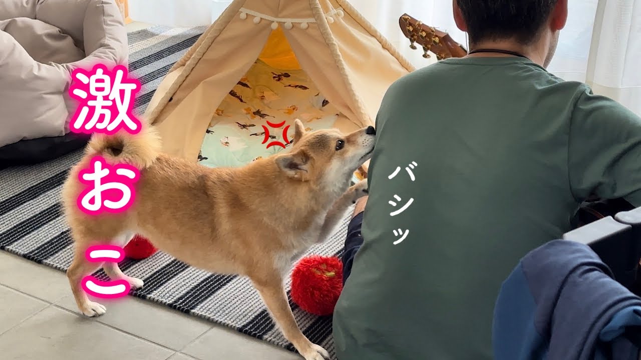ママを無視するパパを代わりに怒ってくれる柴犬が可愛い