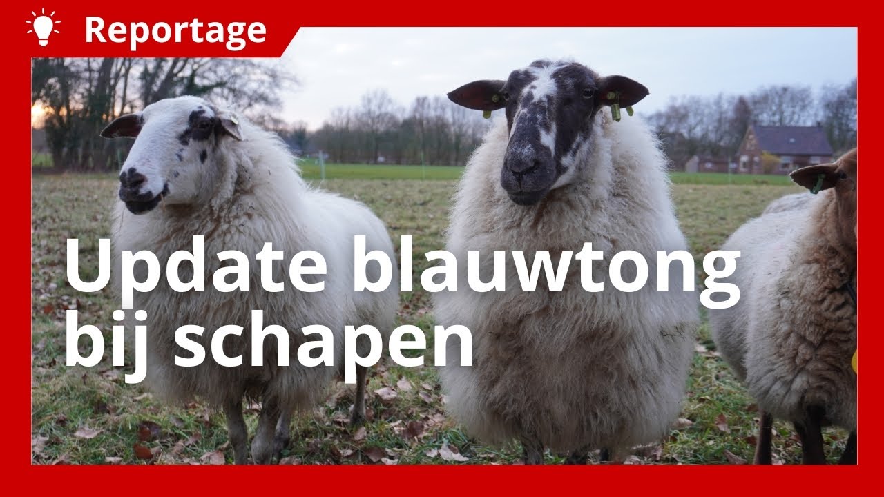 Blauwtong bij schapen, wat staat ons dit voorjaar te wachten?