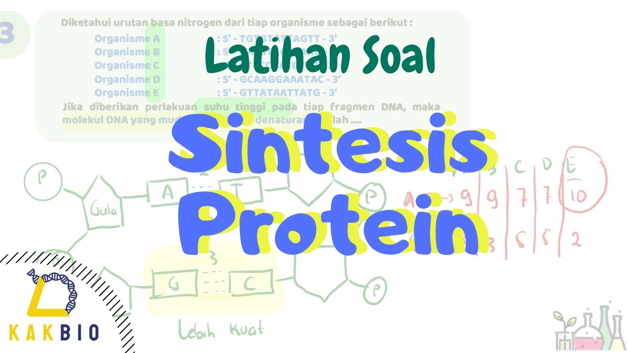 Sintesis Protein | Latihan Soal