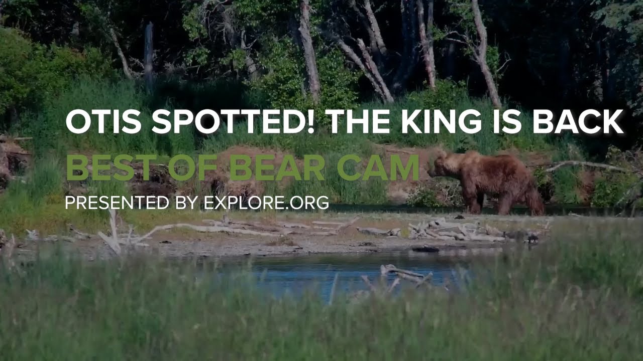 480 Otis, King of Brooks Falls, Has Returned!