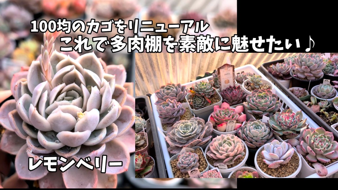 【多肉狩り】今まで使ってたカゴをリニューアル！【にじいろクックママ】