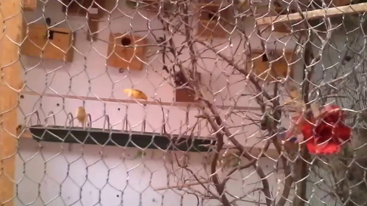 grande  voliere maroc canari + diamant gould 2017