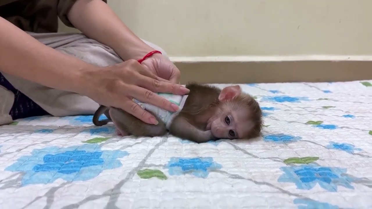 Mommy Taking Care of Newly Rescued Baby Monkey &ndash; First Moments of Love and Safety