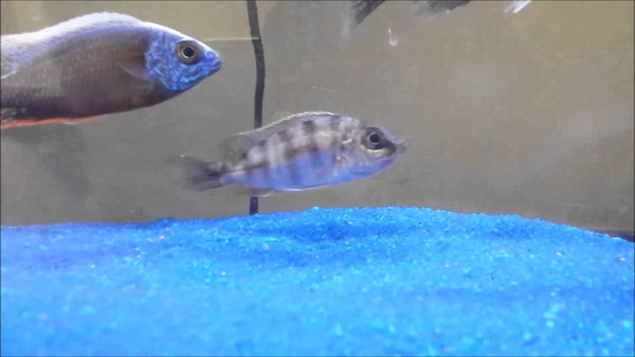 Astonishing Taiwan Reef Cichlid Breeding Group